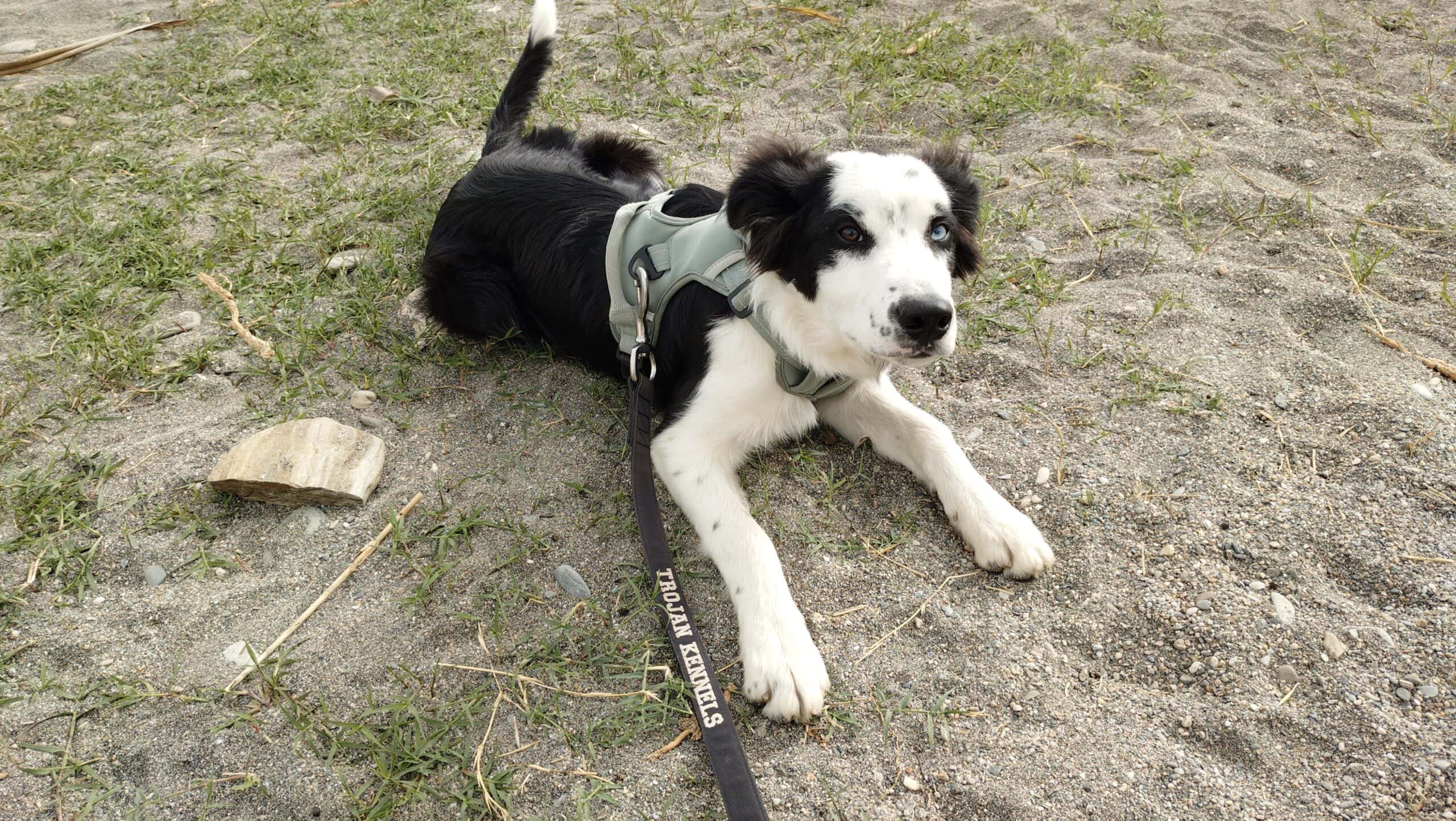 xperia 10 VIIのカメラで撮影 犬